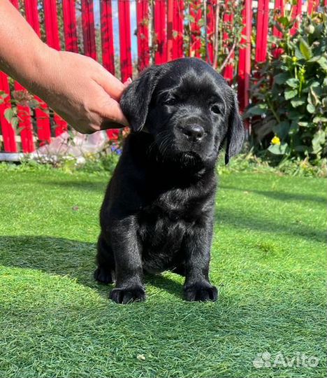 Щенки лабрадора