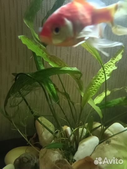 Пистия Криптокорина Роголистник водоросли