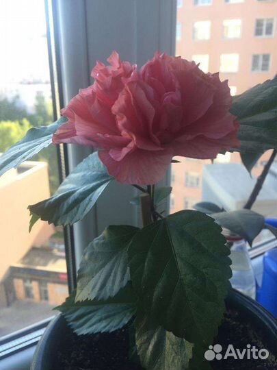 Гибискус китайская роза