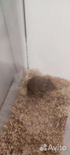 Отдам монгольскую песчанку без хвоста в уютный дом