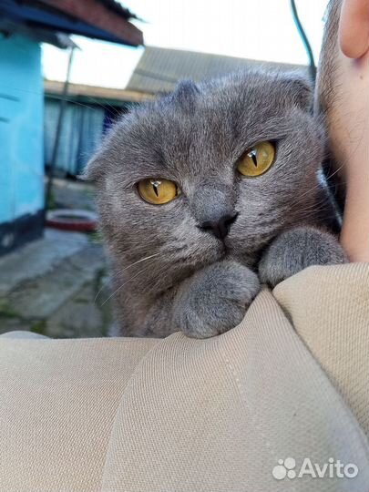Вислоухая кошечка