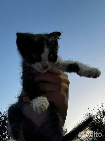 Вислоухие котята