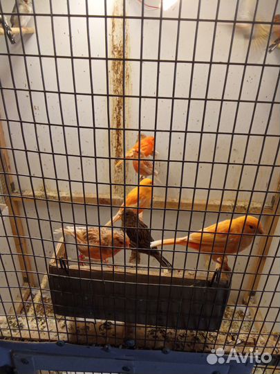 Кенара и канарейки