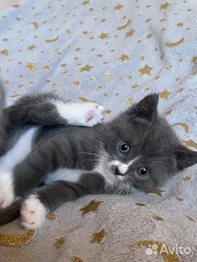 Котята британцы