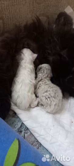Персидская кот и кошка