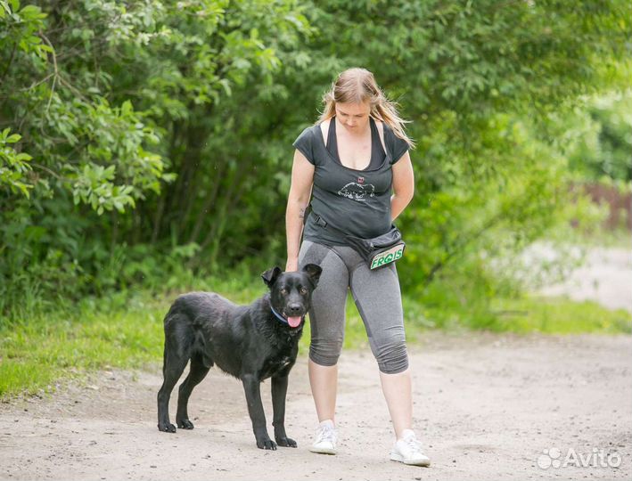 Собака в добрые руки
