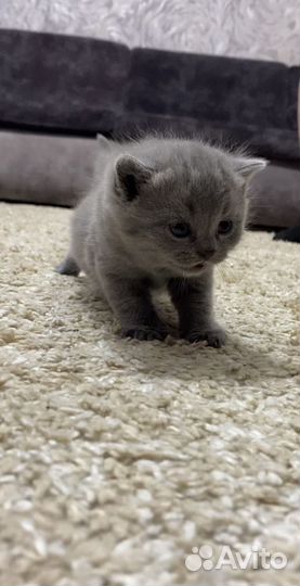 Шотландские котята