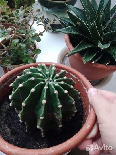 Кактусы - разные виды