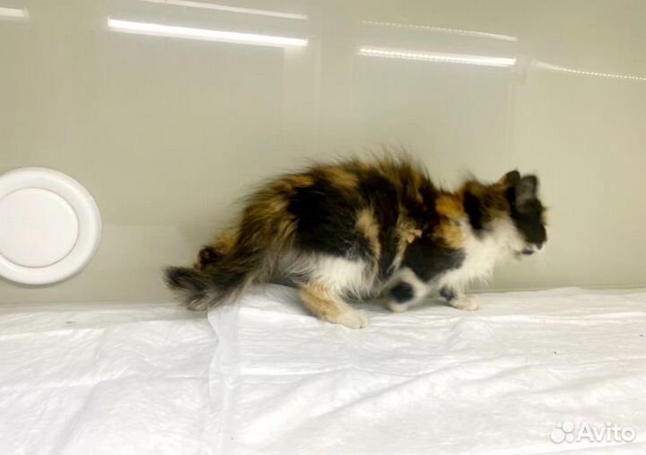 Котенок трехцветная девочка