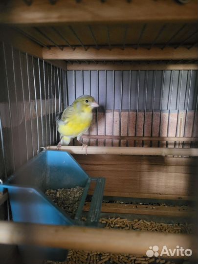 Кенара и канарейки