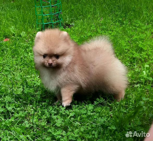 Шпицы цветные