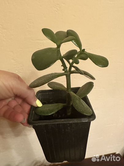 Денежное дерево