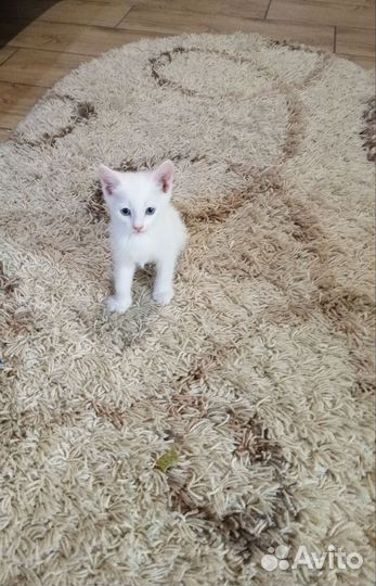Кошки