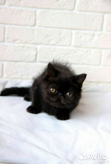 Экзотический котик