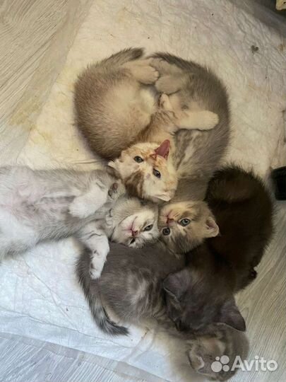 Шотландские котята