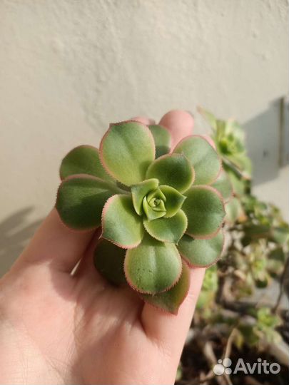 Суккуленты