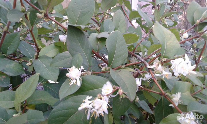 Жимолость душистая Стендиша