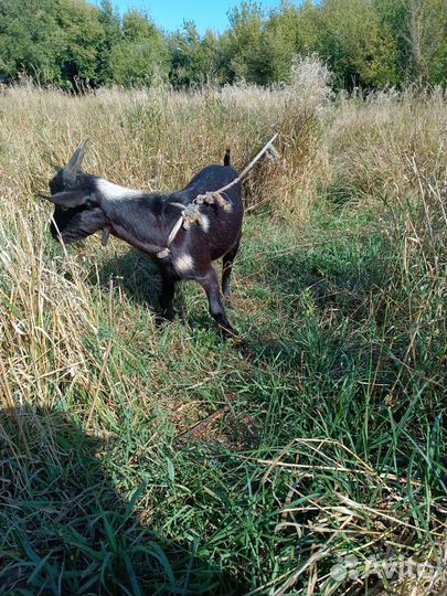 Продаются козлята