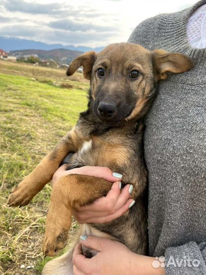 Щенок в добрые руки бесплатно