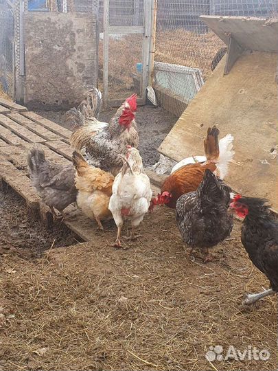 Куриные инкубационные яйца