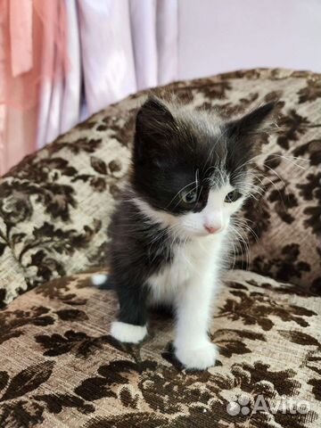 Кошки в добрые руки бесплатно