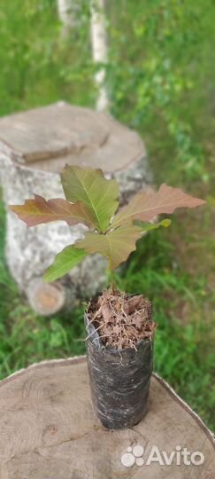 Саженцы дуба красного