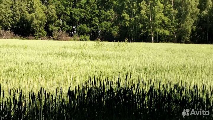 Пшеница яровая