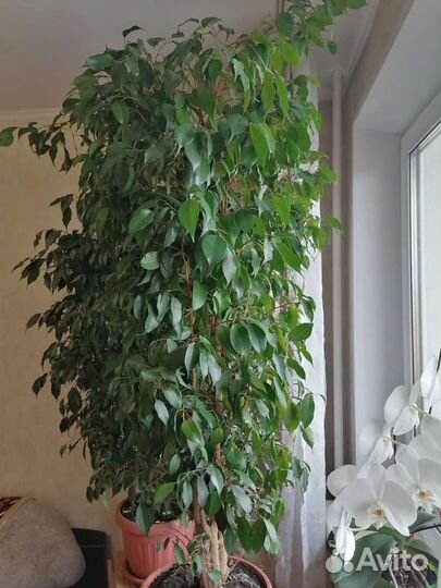 Фикус Бенджамина