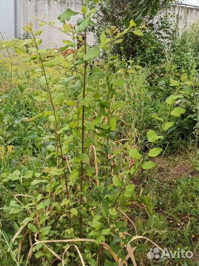 Слива саженец