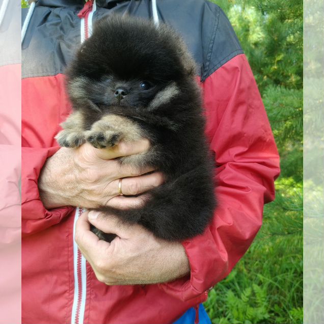Померанский шпиц, щенок