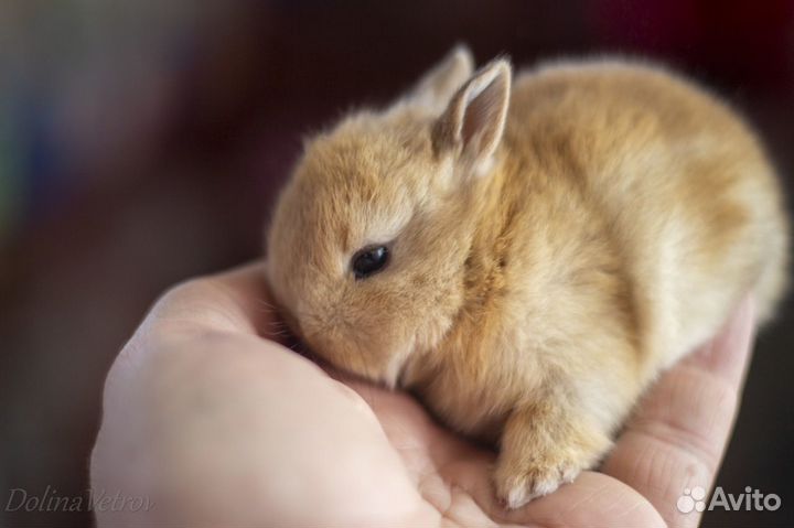 Кролик минор оленьего окраса мальчик