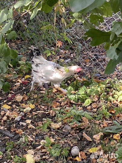 Молодые петушки