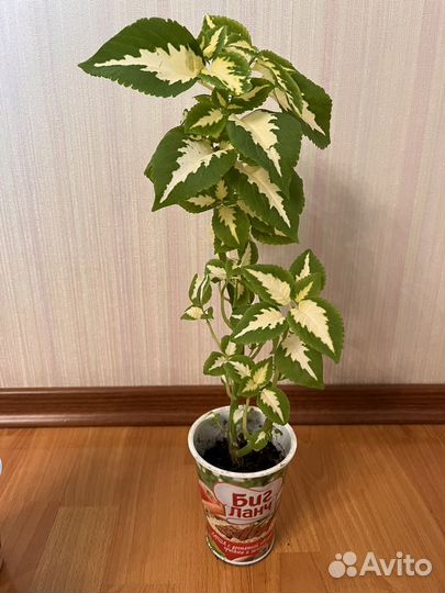 10 цветов цена за всё