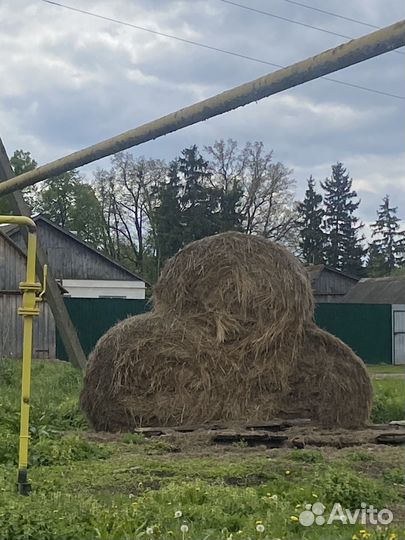 Сено в тюках