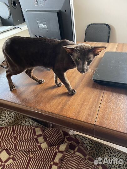 Ориентальный кот