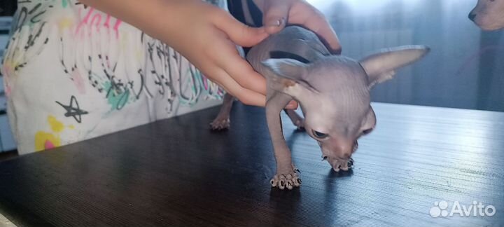 Канадский сфинкс