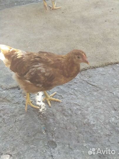 Цыплята.Курочки