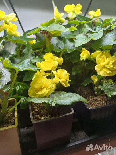 Бегония элатиор