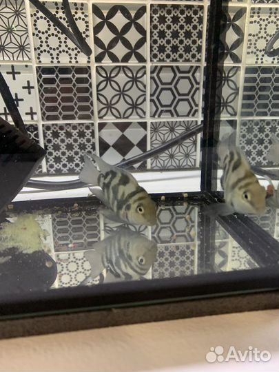 Продам пару сапфировых попугаев