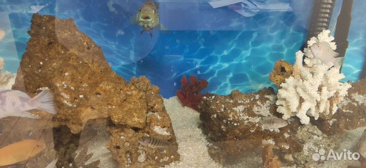 Цихлиды, псевдотрофеус ломбардо