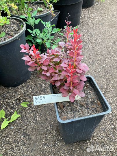 Барбарис Лутин руж из питомника растений