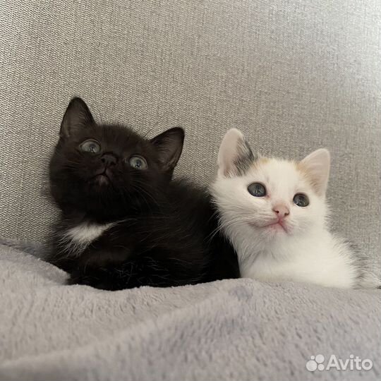 Котята в добрые руки