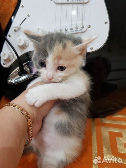 Котенок-девочка 1,5 месяца