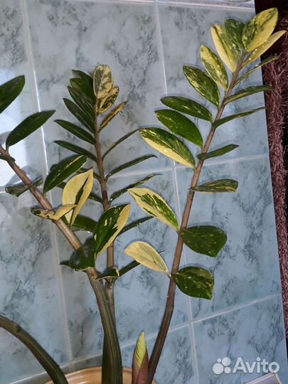 Замиокулькас (долларовое дерево)