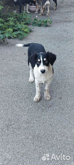 Щенок в добрые руки