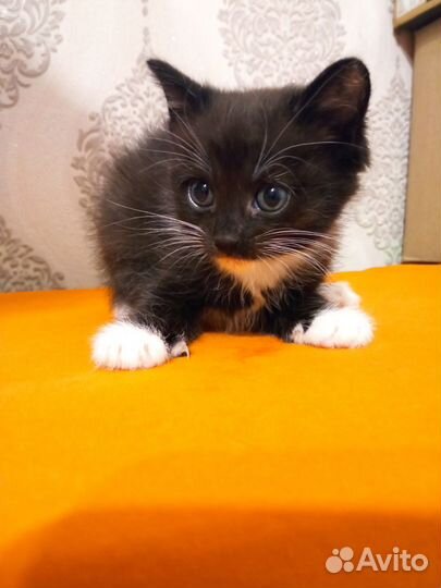 Котенок, 2 месяца, мальчик