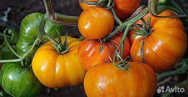 Рассада томатов