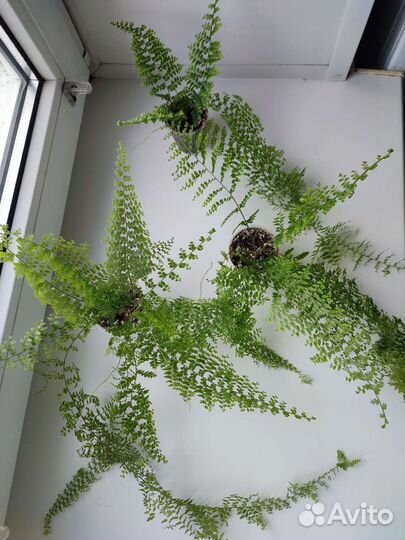 Папоротник