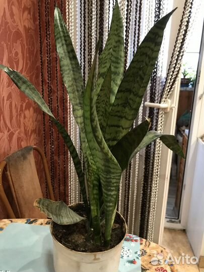 Комнатные цветы тещин язык