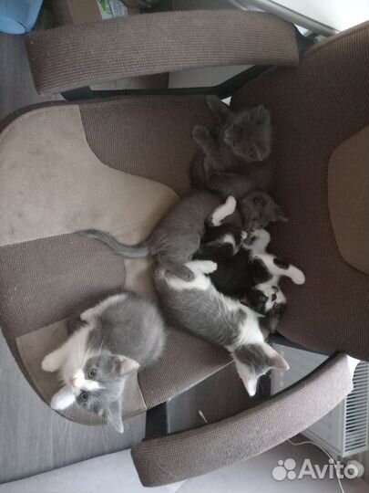 Котята в самые добрые руки